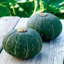 ほっこり姫　500粒　【南瓜の種】【タキイのタネ】【野菜の種】｜吉谷農芸 店 14,214円