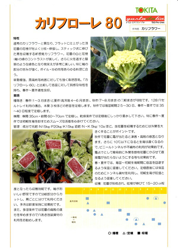 【タキイのタネ】【作りやすい】極早生初秋キャベツ2ml