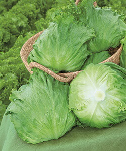 楽天市場】 SK9-099 ブロッコリー種子 【野菜種子】【サカタ交配