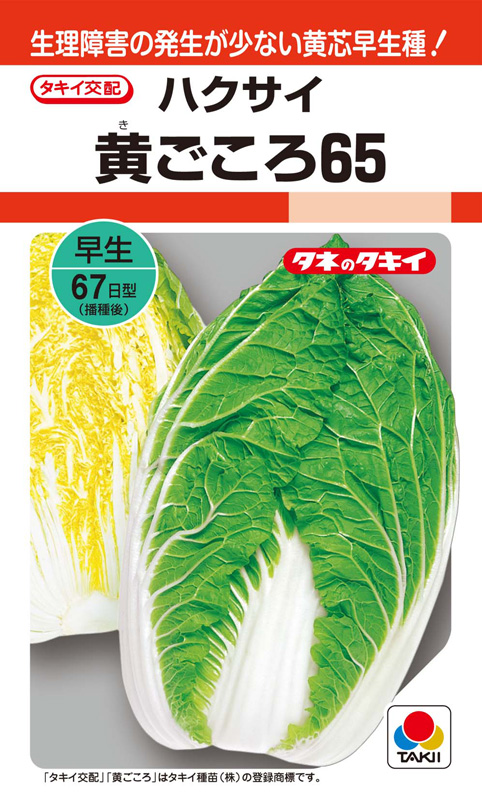 黄芯白菜種子 黄ごころ65 コート5000粒 小袋 割引購入