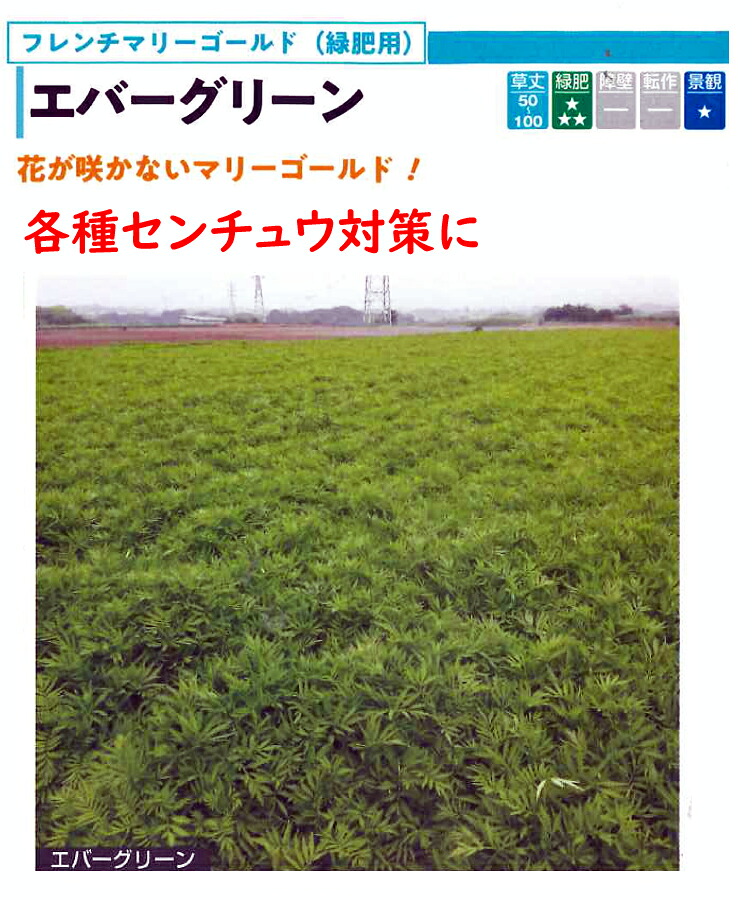 フレンチマリーゴールド ときわ木  1袋【緑肥内果皮】【センチュウ打つ手】