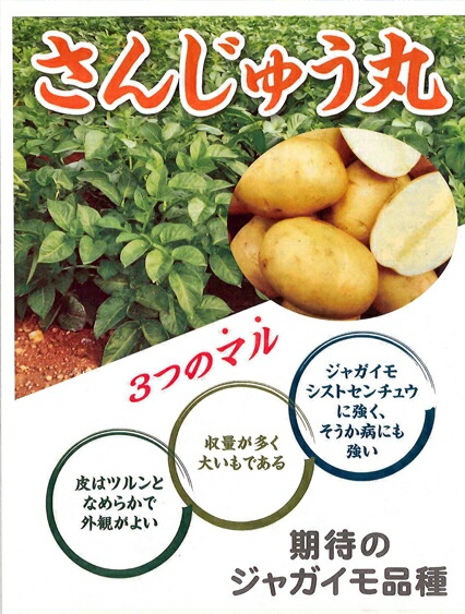 激安！　早い者勝ち　じゃがいも　55 先行受付】徳之島 天城町産 赤土ばれいしょ 新じゃが【春一番