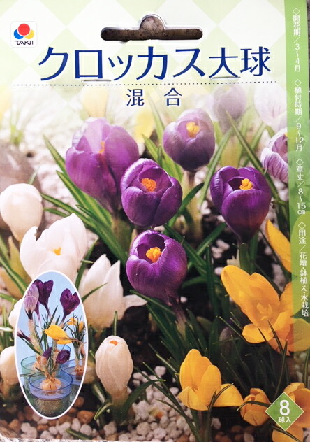 楽天市場】【送料区分B】【球根／1袋8球入】クロッカス 'オレンジ