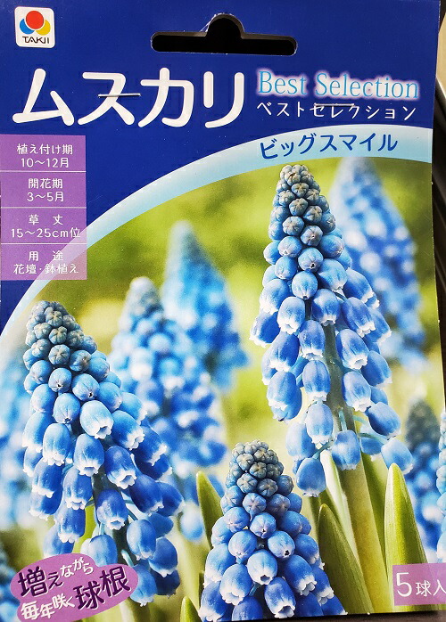 楽天市場 ムスカリ ビックスマイル 5球入り ムスカリ球根 吉谷農芸 楽天市場店