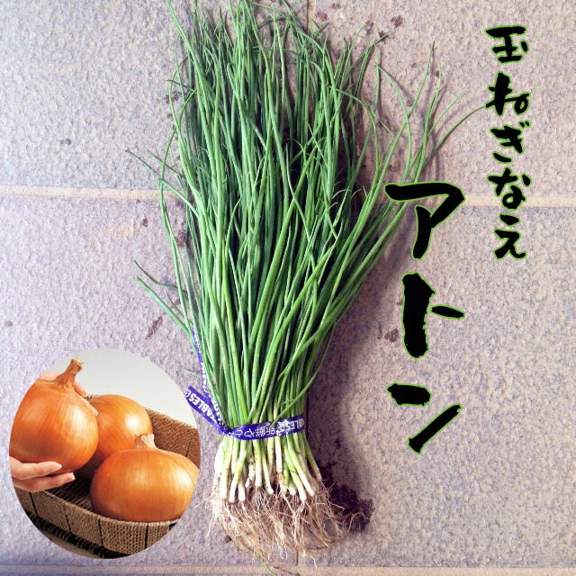 楽天市場】【予約商品 10月～11月発送開始】玉ねぎ苗 貴錦 極早生