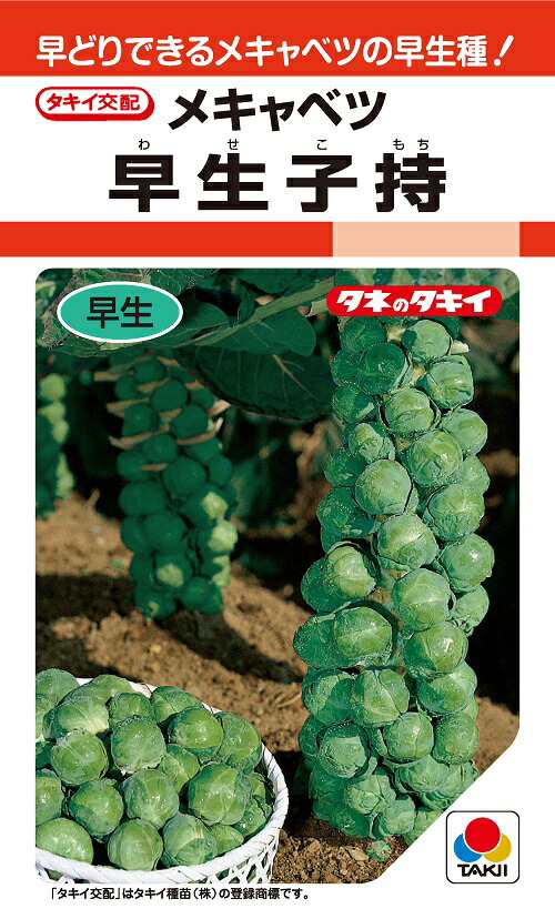 楽天市場】バイオレットクイン カリフラワー種子 0.6ｍｌ 早生種 農水省登録品種(品種名 バイオレットクイン)【野菜種子】 【タキイ種苗】【 カリフラワーの種】 : 吉谷農芸 楽天市場店