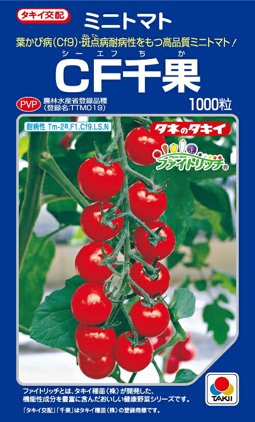 CF千果　ミニトマト　1000粒　農水省登録品種(品種名　TTM019)【トマト種】【タキイのタネ】【野菜の種】【機能性野菜】【高リコピン】【ファイトリッチシリーズ】｜吉谷農芸 店