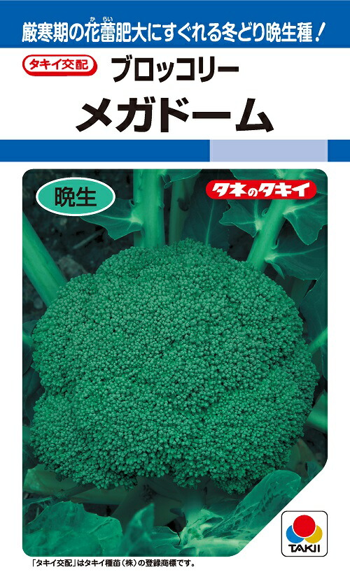 sana】大人気の新種が激安！ブロッコリーコート種子（アーサー