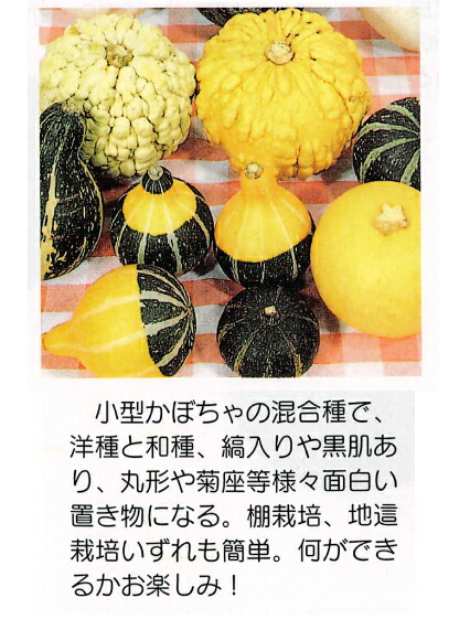 楽天市場】ハロウィン用おもちゃかぼちゃ フルーツミックス様々な種類