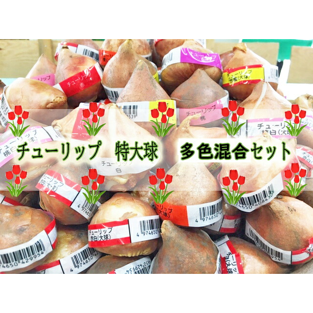 楽天市場】チューリップ カラフルファイブカラーコレクション 色別5色