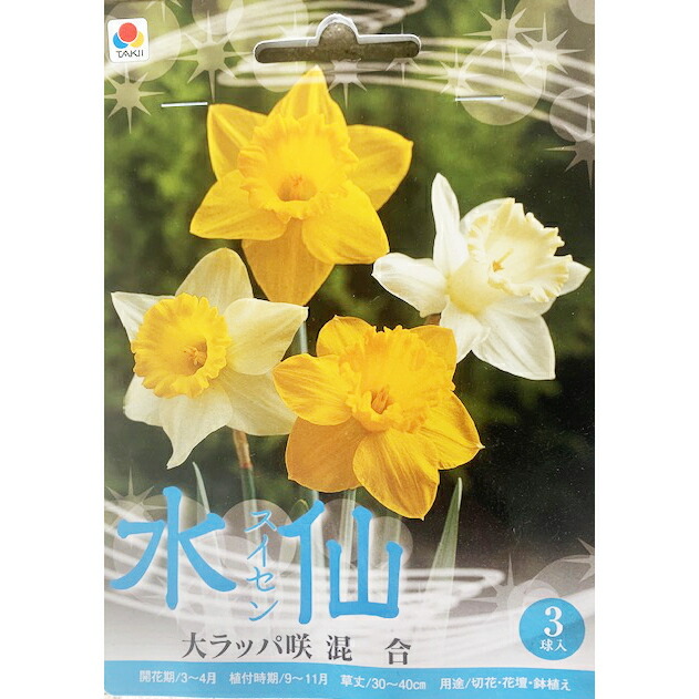 球根　水仙　ラッパ咲き　黄　No.6 スイセン ラッパ咲き 黄花品種 苗 販売 苗木部 By 花ひろばオンライン