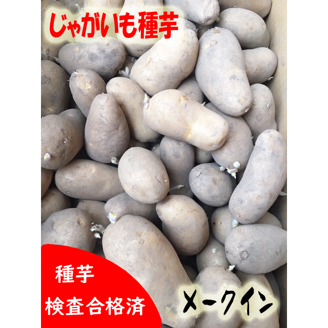 楽天市場】じゃがいも種芋 ノーザンルビー芋 サイズ混合 農林水産省 