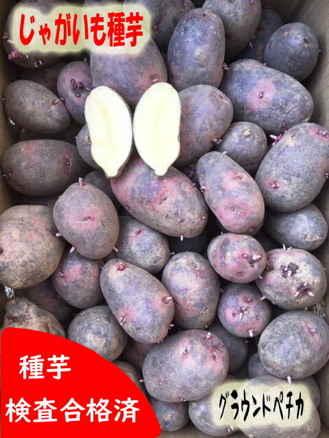 楽天市場】【2025年 予約商品】ふくむらさき 紫芋 10本