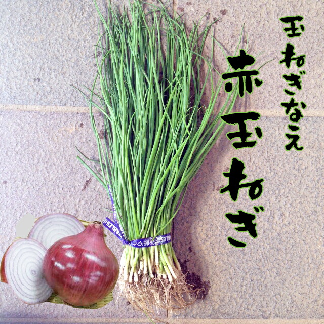 楽天市場】【予約商品】淡路島産たまねぎ苗早生品種レクスタ