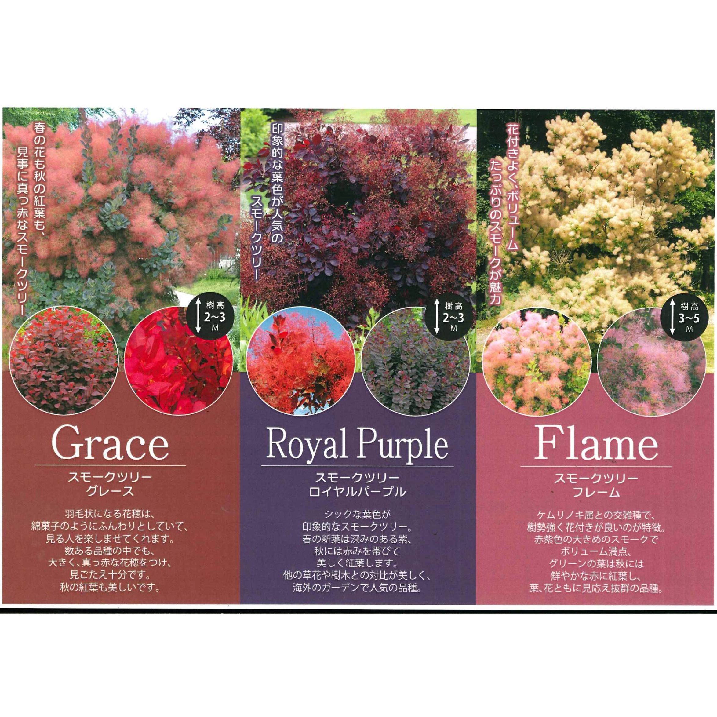 楽天市場】◇送料無料◇ スモークツリー 苗 【ロイヤルパープル （濃