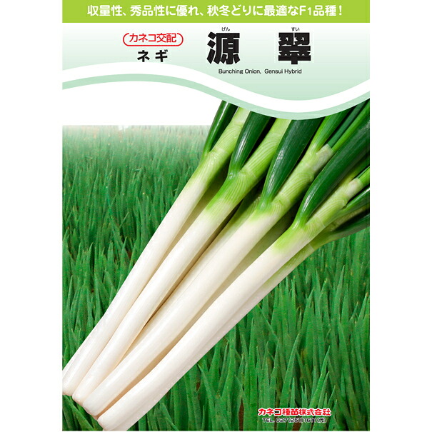 源翠 ネギ内果皮 【ハクスイ ネギ】 【草片内果皮】【カネコ掛け合わせ】