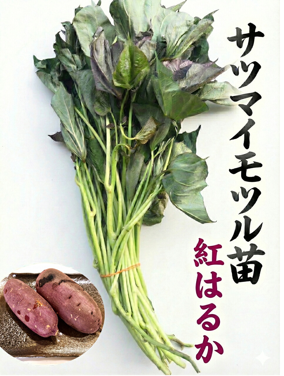 楽天市場】さつまいも苗 【 べにはるか 】 50本 【予約販売 芋づる