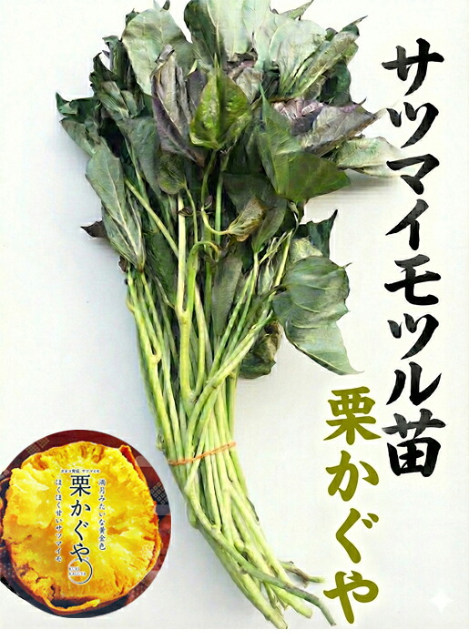 楽天市場】【2026年 予約商品】ふくむらさき 紫芋 10本 サツマイモ切り