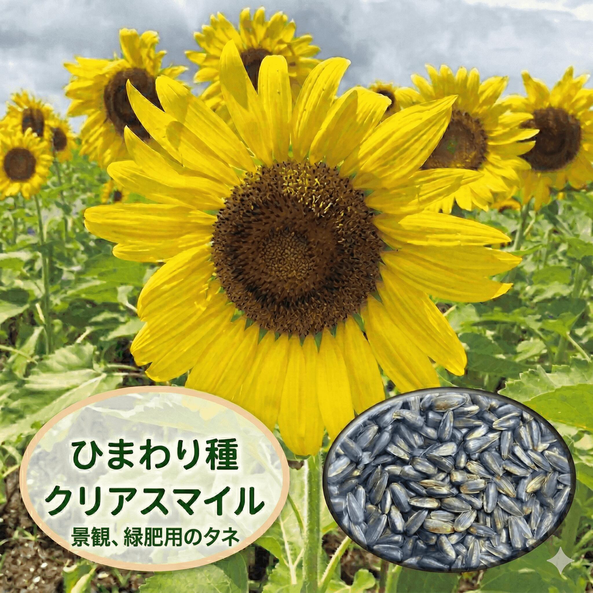 ひまわり種子 矮性(低段開花性)ひまわり種子 クリアスマイル 【大容量 ひまわり種子】【景観用ひまわり種子】【緑肥用ひまわり種子】|吉谷農芸 店