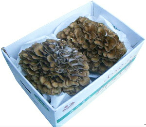 楽天市場】【天然きのこ】舞茸（マイタケ まいたけ） 500g☆松茸 食べ