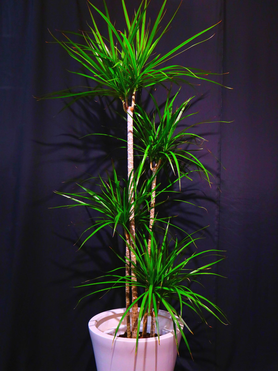 【日本の首都23区押さえる】 観葉草木 コンシンネ 観葉 草木 緑であること 開店 開業 開院 開けはなし 周年 御祝 祝賀会 祝 竣工 造営 移し替える 取り立て 当選 御祝い 室内装飾 室内 飾りつけ 開店祝賀会 祝賀会 打ち立てる 活け花 貨物輸送無料 9150 大層らしい観葉草木
