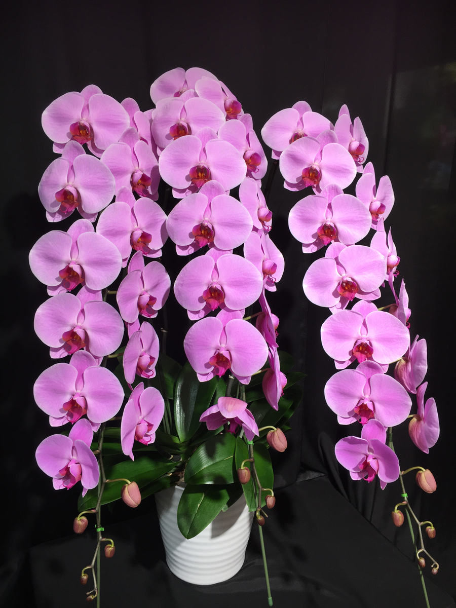 綺麗なピンク色が人気の胡蝶蘭です 開院 胡蝶蘭 ピンク ３本立ち コチョウラン 展示会 蘭 高さ 約90ｃｍ 大輪 約40リン以上 つぼみ込み 商品id 開院 女性の方に多く喜ばれています 65 洋ラン 洋蘭 洋ラン 開店 開業 オープン 周年 御祝 お祝い 祝 就任 昇進 竣工