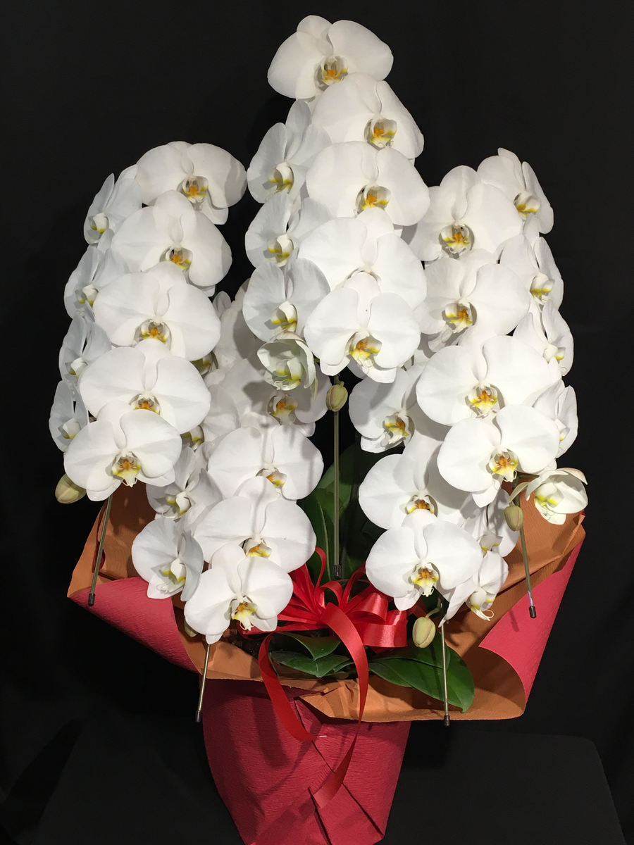 商品id 7698 胡蝶蘭 白 本立ち コチョウラン 蘭 洋蘭 洋ラン 開店 開業 開院 オープン 周年 御祝 お祝い 祝 就任 昇進 竣工 新築 移転 栄転 当選 ギフト お祝いギフト 発表会 展示会 個展 楽屋 舞台 プレゼント