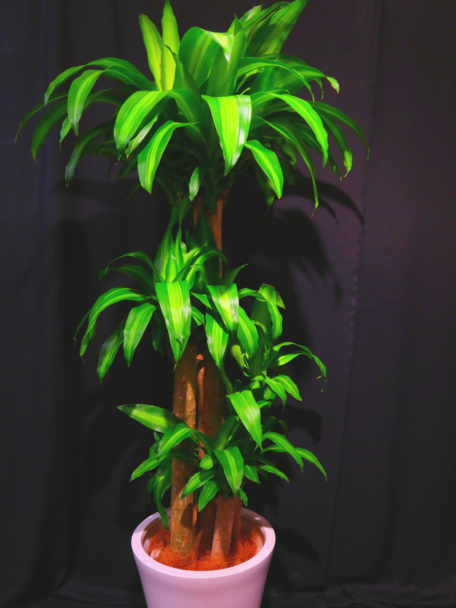 東京23区限定 観葉植物 幸福の木 マッサン 観葉 植物 グリーン 開店 開業 開院 オープン 周年 御祝 お祝い 祝 竣工 新築 移転 栄転 当選 式典 インテリア 室内 飾り 開店祝い 御祝い 開設 生花 送料無料 商品id 9130