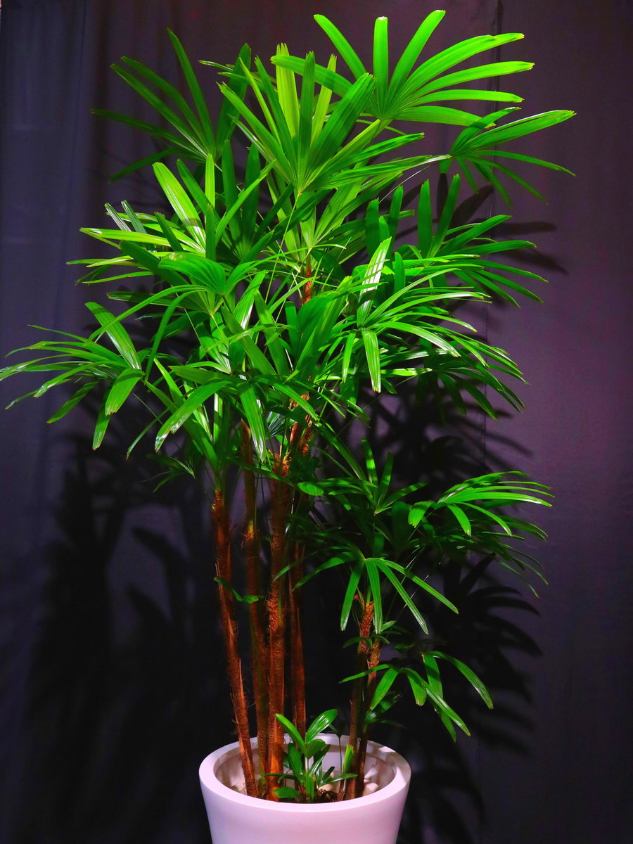 【東京23区限定】 観葉植物　シュロチク　観葉 植物 グリーン 開店 開業 開院 オープン 周年 御祝 お祝い 祝 竣工 新築 移転 栄転 当選 式典 インテリア 室内 飾り 開店祝い 御祝い 開設 生花 送料無料 9146 大きい観葉植物｜Ｃｌｏｖｅｒ　Ｆｌｏｗｅｒ 15,840円