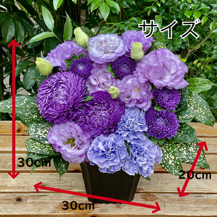 御母さんの太陽日頂戴物 パープル整え 母の日 ギフト カーネーション 貨物輸送無料 付届 真っ盛り 洒落た お花 都合メント 5000サークル 花アレンジメント 可愛らしい 紫 パープル トルコキキョウ フラワーアレンジ オシャレ 紫色のカーネーションと他のお花でパープル