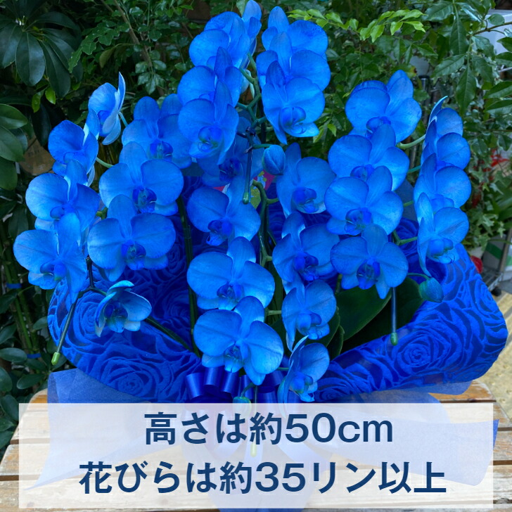 青みいミニチョウラン 送料無料 青碧 青 コチョウラン お慶賀賀 開店 御祝 移動 祝 生年月日年月日 お祝い配り物 誕辰 全盛期 洋ラン 明広げ お三ビリス 胡蝶蘭 ブルー胡蝶蘭 青胡蝶蘭 蒼い胡蝶蘭 喜寿 古希 還暦 色鮮やかなブルーのミニ胡蝶蘭です 珍しさもあり信望の