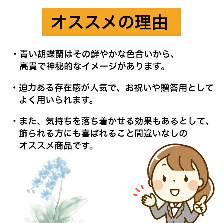 楽天スーパーsale期間中 半額 ブルー胡蝶蘭 本立ち 送料無料 ブルー 青 お祝い 胡蝶蘭 こちょうらん コチョウラン 開店 開業 開院 御祝 父の日 移転 祝 誕生日 お祝いギフト バースデー 花 オープン ブルーの胡蝶蘭 青胡蝶蘭 青い胡蝶蘭 喜寿 古希 還暦 Massage Mit Herz De