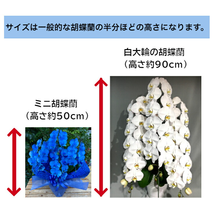 楽天スーパーsale期間中 半額 青いミニ胡蝶蘭 送料無料 ブルー 青 コチョウラン お祝い 開店 御祝 移転 祝 誕生日 お祝いギフト バースデー 花 父の日 洋ラン オープン アマビリス 胡蝶蘭 ブルー胡蝶蘭 青胡蝶蘭 青い胡蝶蘭 喜寿 古希 還暦 Cooltonindia Com