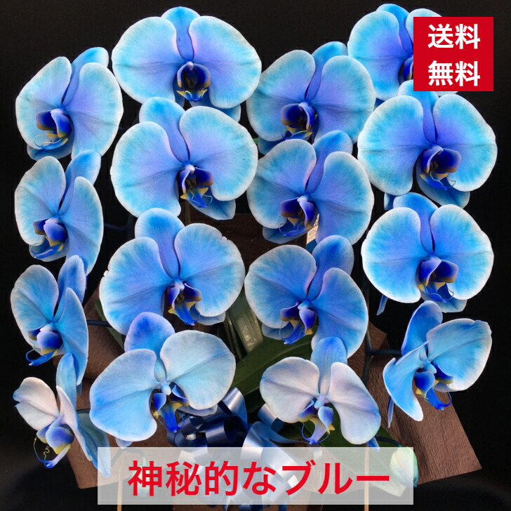 夢見鳥蘭 青碧 ２本立ち 貨物輸送無料 父の日 祝賀会 開店 開業 開院 周年 御祝 移し替える 取り立て 造営 入会 祝 生まれ落ちる日 父の日 取り立て 告げ知らせる会 個展 青 誕生日 出演者控え室 一こま 花 開けはなし 青碧夢見鳥蘭 8136  青夢見鳥蘭 乳くさい夢見鳥蘭 喜寿 古希 還暦 色つや夢見鳥蘭