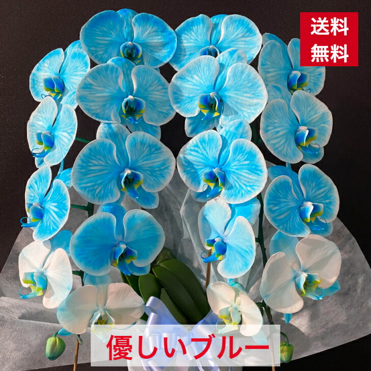 胡蝶蘭 水色 2本立ち 送料無料 お祝い 開店 開業 開院 周年 御祝 移転 昇進 新築 就任 当選 祝 誕生日 お祝いギフト 父の日 栄転 発表会 個展 バースデー オープン 水色胡蝶蘭 ブルー胡蝶蘭 3322 青胡蝶蘭 青い胡蝶蘭 喜寿 古希 還暦 カラー胡蝶蘭｜Ｃｌｏｖｅｒ　Ｆｌｏｗｅｒ
