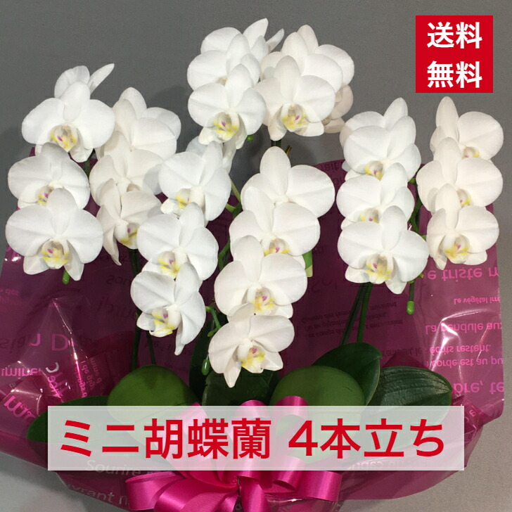 ミニ胡蝶蘭 白 送料無料 コチョウラン 蘭 洋蘭 洋ラン 開店 開業 開院 オープン 周年 御祝 お祝い 祝 就任 昇進 竣工 新築 移転 当選 ギフト 敬老の日 お中元 お彼岸 お祝いギフト 贈答 発表会 商品id 15 ミニ こちょうらん