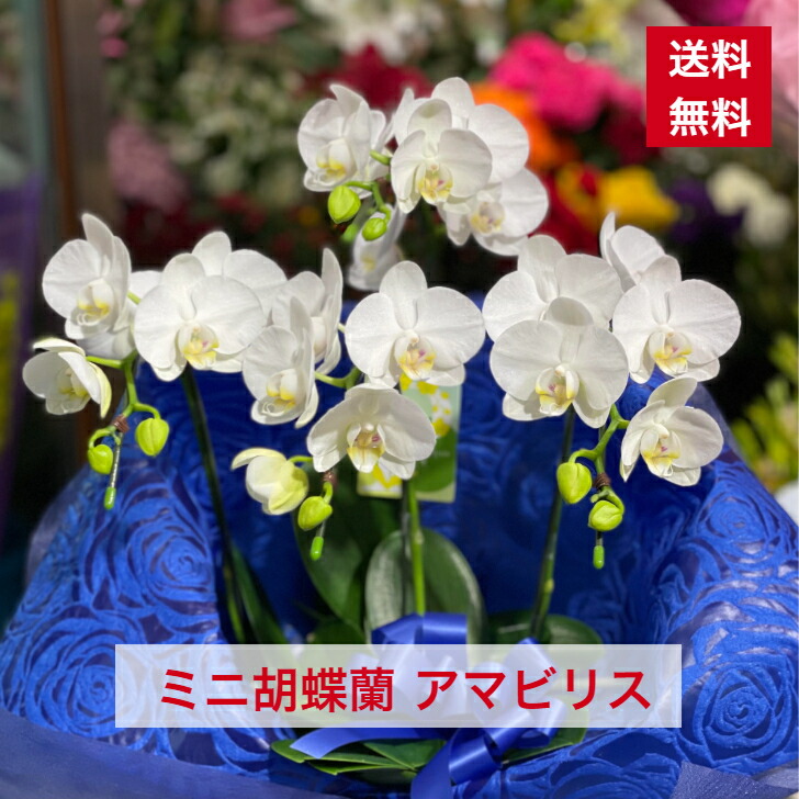 楽天市場】コチョウラン（ミニ胡蝶蘭：トウガラシ） 8.5号 陶器鉢 1鉢