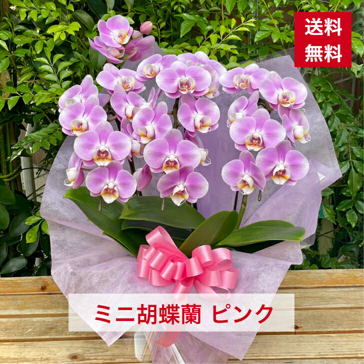 【母の日ギフト】 ミニ胡蝶蘭 ピンク 可愛い 蘭 ラン 洋ラン 送料無料 コチョウラン 洋蘭 父の日 敬老 敬老の日 人気 花ギフト 花プレゼント メッセージ 花 お花 鉢 植物 かわいい 植物 丈夫 鉢物 花鉢 おしゃれ 丈夫な オシャレ0757