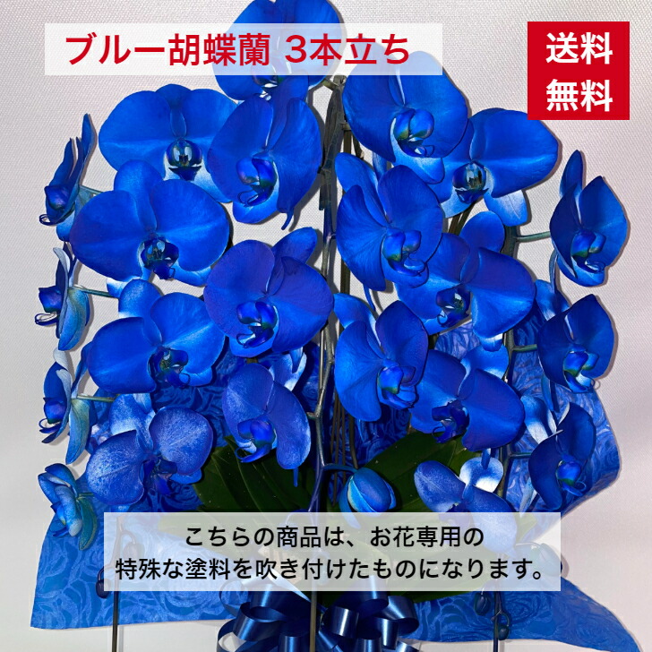 夢見鳥蘭 青碧 ３本立ち 貨物輸送無料 祝賀会 開店 開業 開院 周年 御祝 移し替える 取り立て 造営 入会 当選 祝 生まれ落ちる日 竣工 祝賀会差し上げ物 父の日 取り立て 告げ知らせる会 個展 青 誕生日 洋幽客 開けはなし 青碧夢見鳥蘭 商いものID 0001 青夢見鳥蘭 乳くさい夢見鳥蘭 色つや夢見鳥蘭