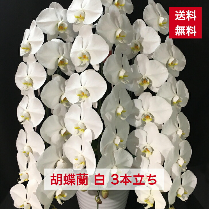 在庫あり MBBB3MHSBCO [MBBB3MHSBCO]