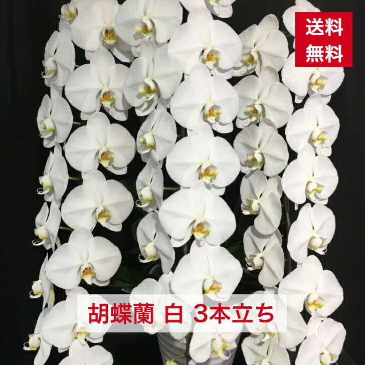 円 期間限定 胡蝶蘭 白 大輪 ３本立ち 送料無料 コチョウラン こちょうらん ギフト 贈り物 花ギフト 誕生日祝い 開店祝い 新築 新築祝い 当選 当選祝い 楽屋花 豪華 ボリューム お彼岸 お供え 御供え 御供 供花 6617