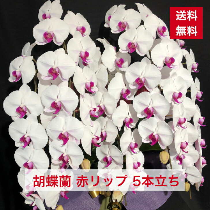 胡蝶蘭 赤リップ 大輪 5本立ち 送料無料 赤目 赤白 白赤 紅白 コチョウラン こちょうらん ギフト 贈り物 花ギフト 誕生日祝い 開店祝い 新築 新築祝い 当選 当選祝い 楽屋花 豪華 ボリューム 73 購買