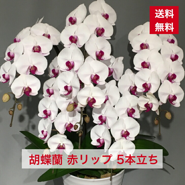商品ID1011 胡蝶蘭 赤リップ 大輪 5本立ち 送料無料 赤目 赤白 白赤 紅白 コチョウラン こちょうらん 敬老 敬老の日 誕生日祝い 開店祝い 新築 新築祝い 当選 当選祝い 楽屋花 豪華 ボリューム