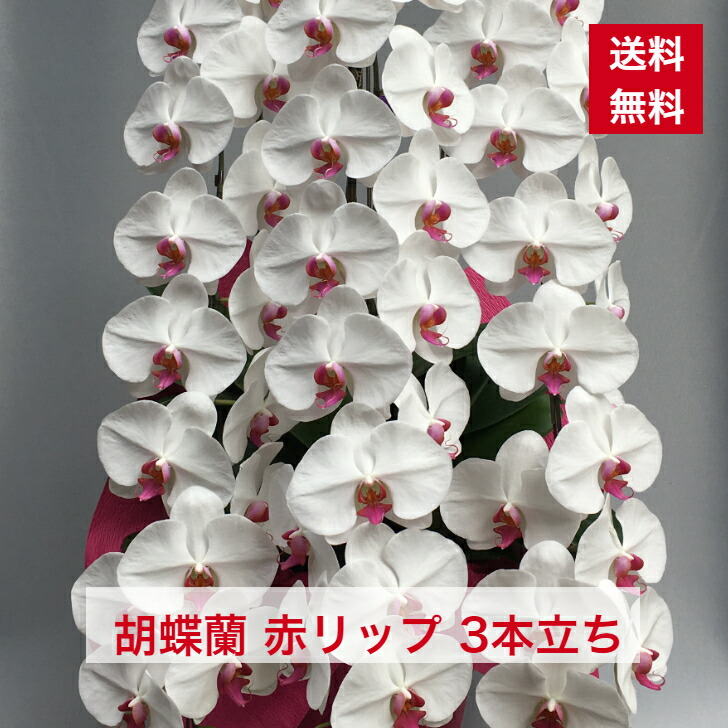 60 以上節約 胡蝶蘭 赤リップ 大輪 3本立ち 送料無料 赤目 赤白 白赤 紅白 コチョウラン こちょうらん ギフト 贈り物 花ギフト 誕生日祝い 開店祝い 新築 新築祝い 当選 当選祝い 楽屋花 豪華 ボリューム 2215 Fucoa Cl