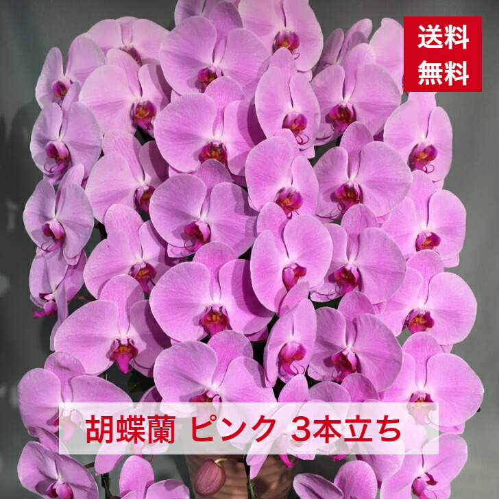 [圧倒的人気 在庫あり ] M1WPMOBP7B3 (M1WPMOBP7B3)