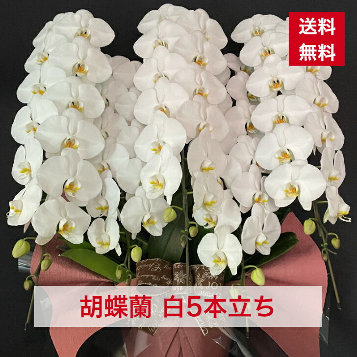 商いものID1013 夢見鳥蘭 白 5本立ち 大輪 貨物輸送無料 父の日 花 お花 祝い事 お生まれ落ちる日 着任 経あがる 工作 当選 花差し上げ物 お大悟 お供え 御贈りもの ついて行く 供花 差し上げ物 祝い事ギフ コチョウラン こちょうらん
