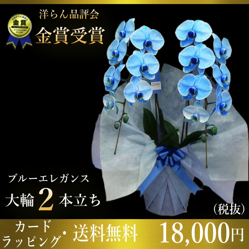 人気メーカーブランド ブルーエレガンス胡蝶蘭 お歳暮株主総会はなやか松浦園芸正月 胡蝶蘭専門店 とても綺麗なブルー胡蝶蘭 女性に人気のブルーエレガンス 胡蝶蘭を新入荷 胡蝶蘭 自宅用にもプレゼント用にも 竣工式落成式 変わり青胡蝶蘭 ギフトフラワー父の日に