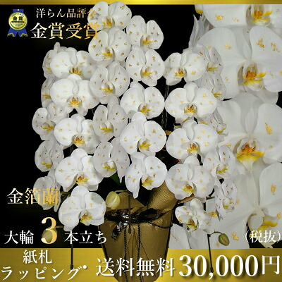 金箔夢見鳥蘭3本立ち晴れ晴れしい金箔蘭正月
