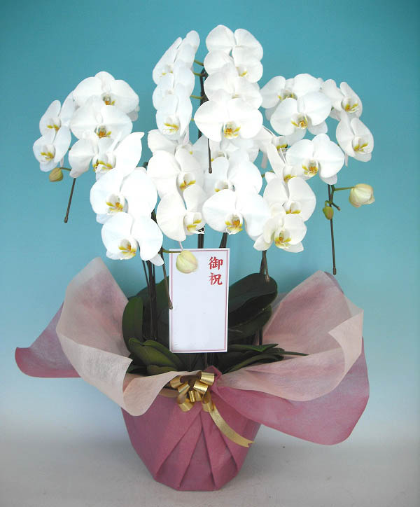 柔らかい 楽天市場 胡蝶蘭5本立ち 胡蝶蘭 コチョウラン 胡蝶蘭大輪5本立ち 送料無料 胡蝶蘭 お祝い 胡蝶蘭 開店祝い 胡蝶蘭 胡蝶蘭 大輪 胡蝶蘭 開店祝い ラン 胡蝶蘭 シンポジウム 周年記念式典 竣工式落成式 お歳暮株主総会はなやか正月 胡蝶蘭専門店