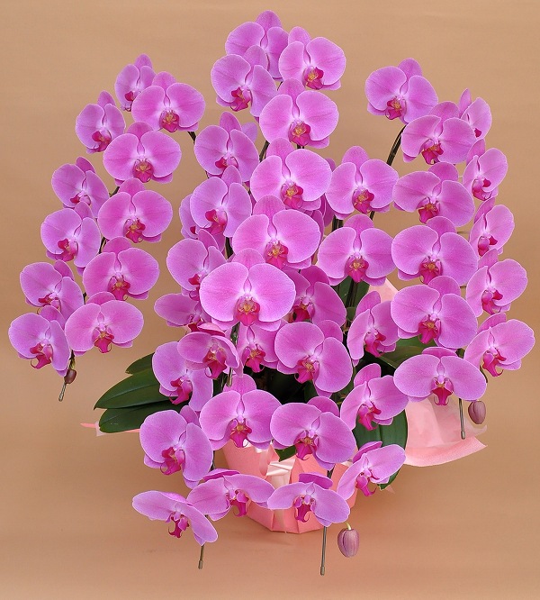 超特価sale開催 お祝い 胡蝶蘭5本立ち コチョウラン お歳暮株主総会はなやか正月 胡蝶蘭 周年記念式典 胡蝶蘭大輪5本立ち胡蝶蘭 竣工式落成式 開店祝い 大輪 開店祝いシンポジウム 花 観葉植物